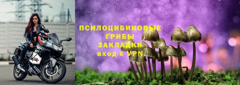 Галлюциногенные грибы Magic Shrooms  купить  цена  Нелидово 